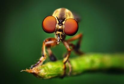 Capturar a un killer no es fácil. Hay que acercarse mucho, y a veces disparar. Hasta 66 veces disparó su cámara, equipada con un objetivo macro de 50 milímetros, el fotógrafo Thomas Shahan (www.thomasshahan.com) para tener a foco los ojos compuestos de esta Holcocephala fusca, alias mosca asesina. Es pequeña y parece una mosquita muerta, pero en realidad se trata de un feroz depredador: los asílidos, la familia de insectos dípteros a la que pertenece, persiguen a sus presas —moscas, abejas, avispas, libélulas, saltamontes— como helicópteros de combate gracias a dos alas atrofiadas que funcionan como giróscopos y les permiten realizar vuelos vertiginosos. Tras derribar a sus víctimas, inyectan con la probóscide una saliva con enzimas neurotóxicas que las paraliza y las prepara para la digestión. / Isidoro Merino