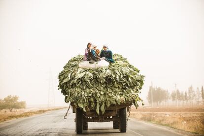 Agricultoras sirias en la carretera que une Alepo con Damasco (Siria), el 19 de noviembre de 2017.