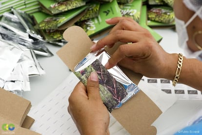 La extracción de chicle es una actividad económica muy importante para los pobladores de la Selva Maya y los chicleros se han convertido en celosos guardianes del árbol de chicozapote y su entorno ecológico.