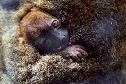 El lemur cariancho ('Prolemur simus'), que habita en Madagascar, aparece en la Lista Roja como una especie en peligro crítico de extinción desde 2008. La población ha disminuido un 80% en menos de 30 años debido a razones como la tala de bambú, la minería o la destrucción de su hábitat. Actualmente la IUCN contabiliza alrrededor de 500 ejemplares. En la imagen un cachorro se acurruca con su madre en el zoológico de Besancon en el este de Francia.