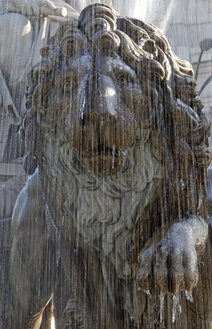 Hielo en uno de los leones de la fuente de la Cibeles de Madrid tras una noche de bajas temperaturas.