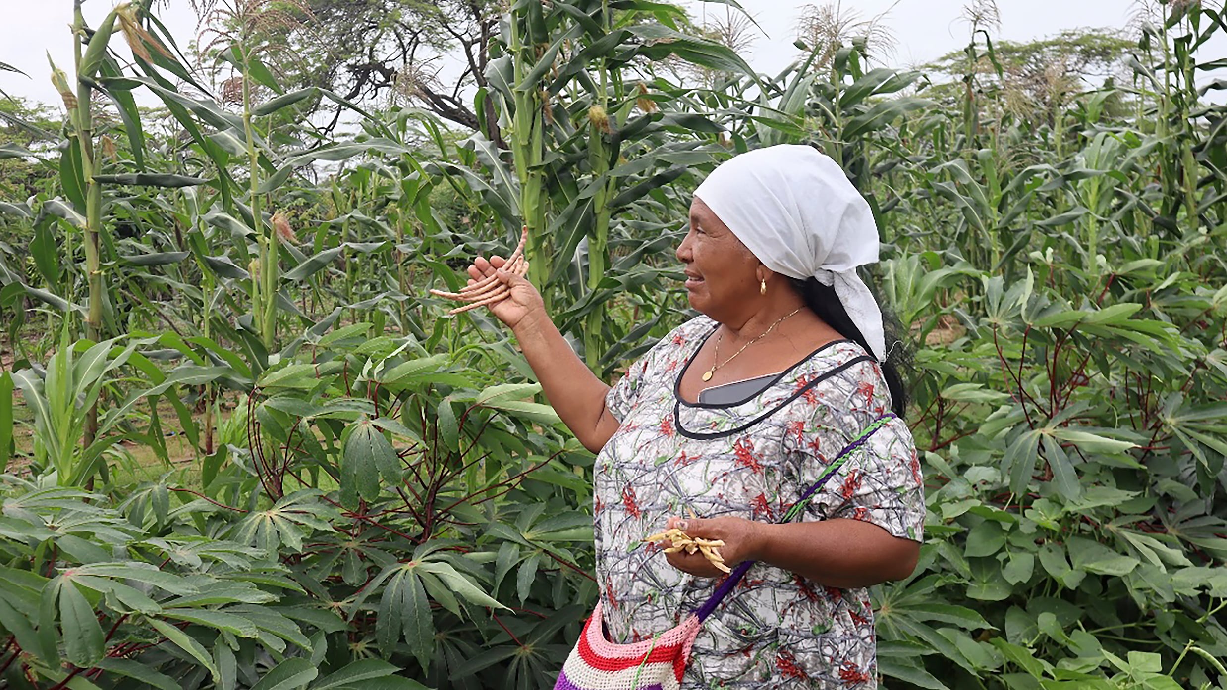 Las mujeres Wayuú que desafían al desierto: “¡Nuestra tierra ahora está viva!”