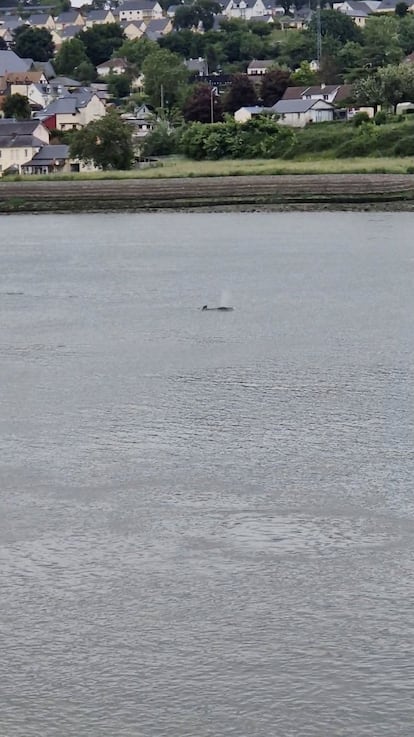 "El uso de estos métodos no invasivos, desde varios cientos de metros (de distancia), permitirá evitar el uso de barcos en la proximidad inmediata del animal, lo que podría agravar su estrés y poner en peligro su su supervivencia, así como la seguridad de los rescatadores", dijo la prefectura de Seine-Maritime en un comunicado publicado en Twitte