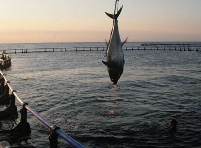 Un atún sacado de una granja de cerco frente a L'Ametlla de mar (Tarragona), el pasado jueves.