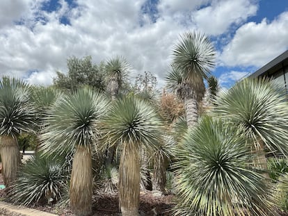 Bosquete de varios ejemplares de Yucca rostrata en el jardín botánico.