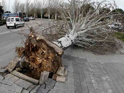 Un árbol fue arrancado de cuajo en la avenida del 25 de Septiembre
