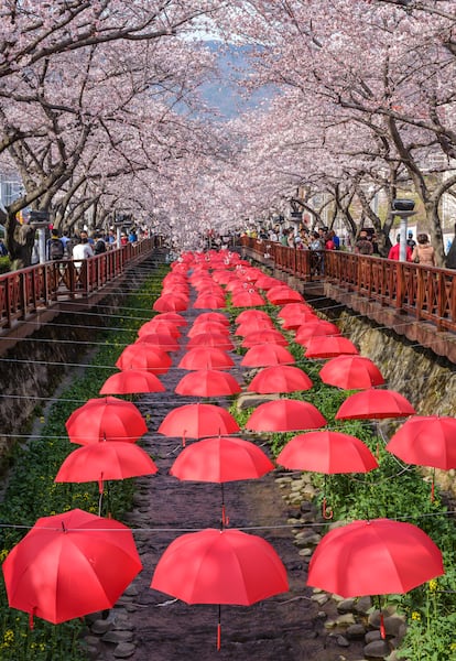 El festival de los cerezos en flor de Jinhae.