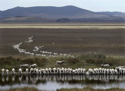 Un rebaño de ovejas bebe de un río a unos 250 kilómetros de Sydney (Australia).