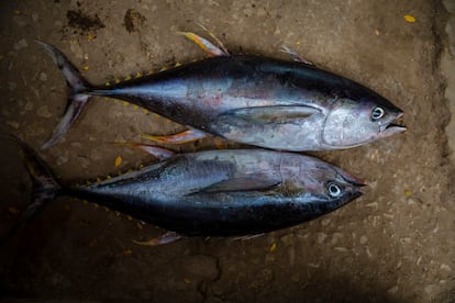 A escasos kilómetros de las costas de Tanga, donde se situará la nueva terminal de EACOP construida por Total Energies, dos atunes son pescados y vendidos en la lonja del puerto.