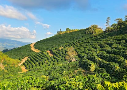 Granja de café en Cobán.