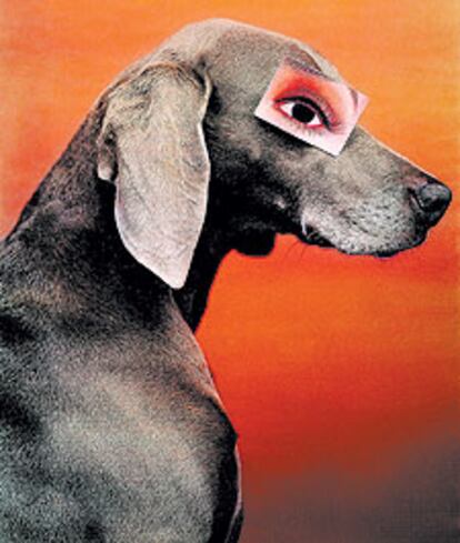 'Artículo para el ojo' (1994), fotografía de William Wegman.