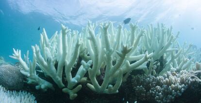 Los corales pueden recuperarse si la temperatura del agua baja y las algas son capaces de recolonizarlos. Los expertos afirman, sin embargo, que los arrecifes que sobreviven al rápido blanqueamiento, provocado por el calentamiento global, permanecen "profundamente dañados", con pocas perspectivas de recuperación total.