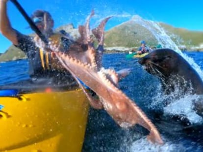 Un grupo de amigos disfrutaba de un día en la costa neozelandesa, cuando se cruzaron con el pinnípedo