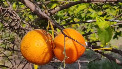 Imagen de archivo de unas naranjas.