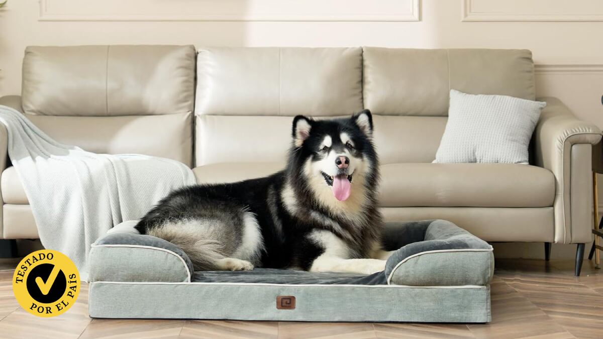 Probamos las mejores camas para perros donde descansar de manera plácida