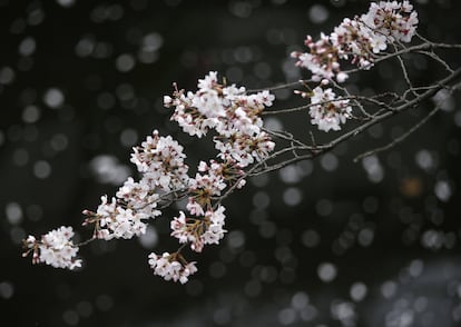 La fascinación de los nipones por los cerezos es tal que existen multitud de aplicaciones de internet que facilitan hacer un seguimiento del 'sakura', desde en qué momento y lugar han aparecido los primeros pétalos, hasta el efecto de la presión atmosférica en las delicadas flores, cuya vida es de apenas dos semanas. En la imagen, la rama de un cerezo florecido en un parque de Tokio el 1 de abril de 2016.