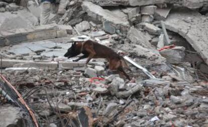 El perro "Chichí" busca a Erik