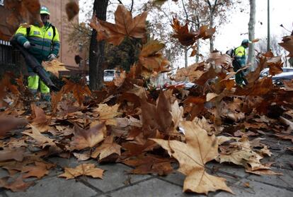 Madrid capital batalla estos días para hacer frente a la caída de golpe y con tres meses de retraso de las hojas de sus árboles caducos.