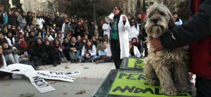 Clase en la calle de Exploraci&oacute;n Neurol&oacute;gica en el perro el pasado noviembre.
 