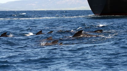 Ballenas