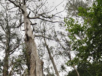 El árbol más alto de España