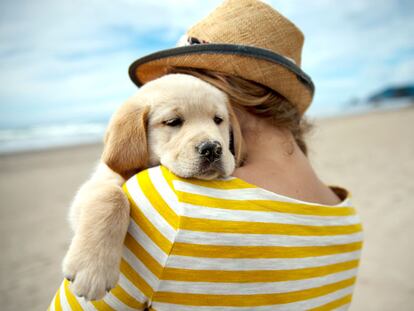 Por qué deberías poner un animal en tu vida