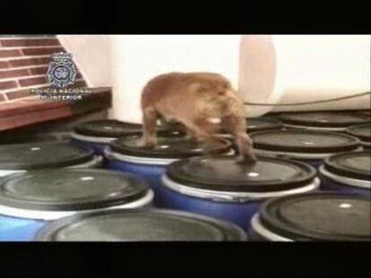 La Policía desmantela el mayor laboratorio de cocaína de Europa