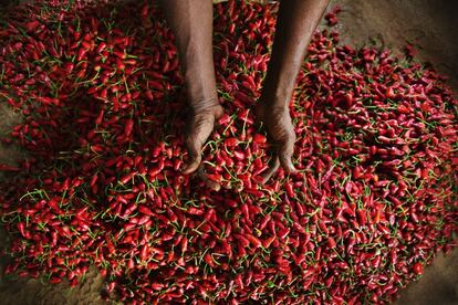 México, India, Sri Lanka, la región del Sudeste Asiático… Un recorrido perfecto para los gastroviajeros más intrépidos y, fundamentalmente, los amantes del picante y las experiencias culinarias más abrasadoras. Desde la potente salsa de tabasco hasta las guindillas tailandesas, el kimchi coreano, especiados arroces africanos o el potente wasabi japonés.