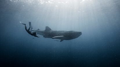 Una persona nada muy cerca de un tiburón ballena cerca de Cancún (Estado de Quintana Roo, México).