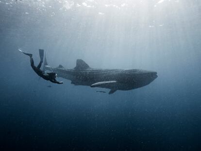 Una persona nada muy cerca de un tiburón ballena cerca de Cancún (Estado de Quintana Roo, México).