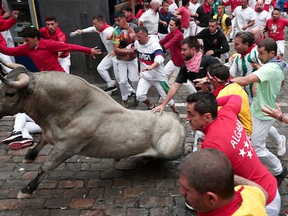 Mozos corren junto a uno de los toros de la ganadería abulense de José Escolar Gil durante el séptimo encierro de los Sanfermines 2024 este sábado en Pamplona.