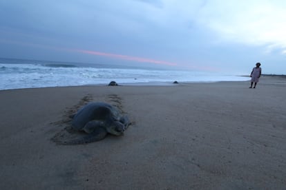 Una tortuga en Santa María Tonameca, en Oaxaca.