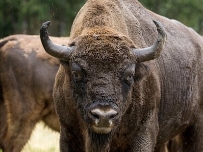 Un ejemplar de bisonte europeo en la finca La Perla, en Cubillo (Segovia).