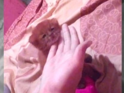 La mujer encontró al felino en una cueva en Argentina