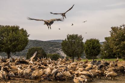 Buitres comiendo carro&ntilde;a en el refugio de aves de Montejo de la Vega (Segovia), en 2015.