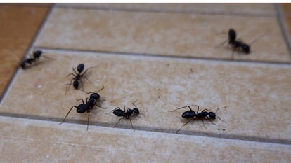 Descubre el gel antihormigas más eficaz. GETTY IMAGES.