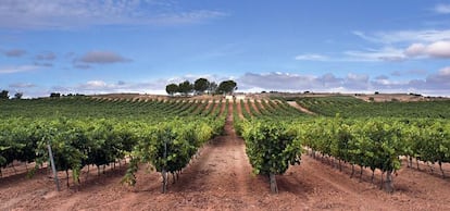 Viñedo de Bodegas Portia en la Ribera del Duero.