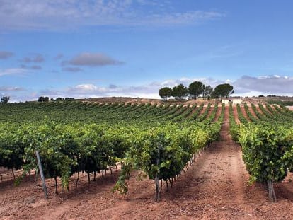 Viñedo de Bodegas Portia en la Ribera del Duero.