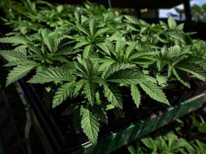 Marijuana plants for the adult recreational market sit on the back of a tractor for planting at Hepworth Farms in Milton, New York, U.S., July 15, 2022.