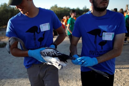 Los pollos fueron capturados en la madrugada del viernes al sbado y, una vez ms, la organizacin de todos los voluntarios, efectuada en la tarde del viernes, "ha sido esencial para que la actividad se desarrollara con normalidad y rapidez", han destacado.