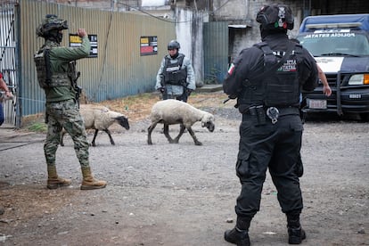 La entrega de los productos y animales incautados se dio entre un fuerte operativo de seguridad.