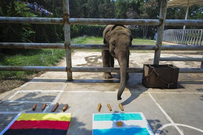 El elefante Yalu, durante un juego para predecir cuál será el equipo ganador del Mundial, se come las zanahorias que están delante de la bandera argentina en el zoológico de Jinan, en la provincia de Shandong, China.