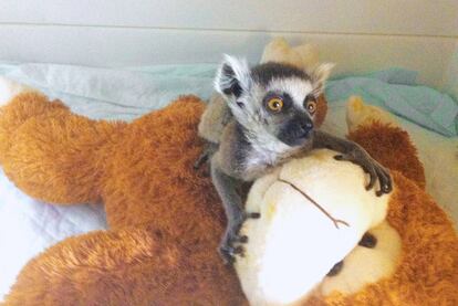 La cría de lemur de cola anillada que nació en Faunia con un golpe en la cabeza y se ha recuperado.