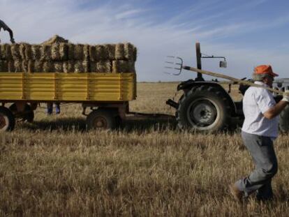 Recogida de alpacas de trigo en una finca de la provincia de Sevilla.