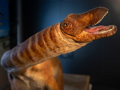 Rèplica de titanosaure a l'Institut de Paleontologia de Sabadell
