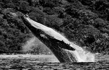 Salto de una ballena jorobada cerca de la isla de Moorea (Polinesia Francesa). Especie en amenaza de extinción.