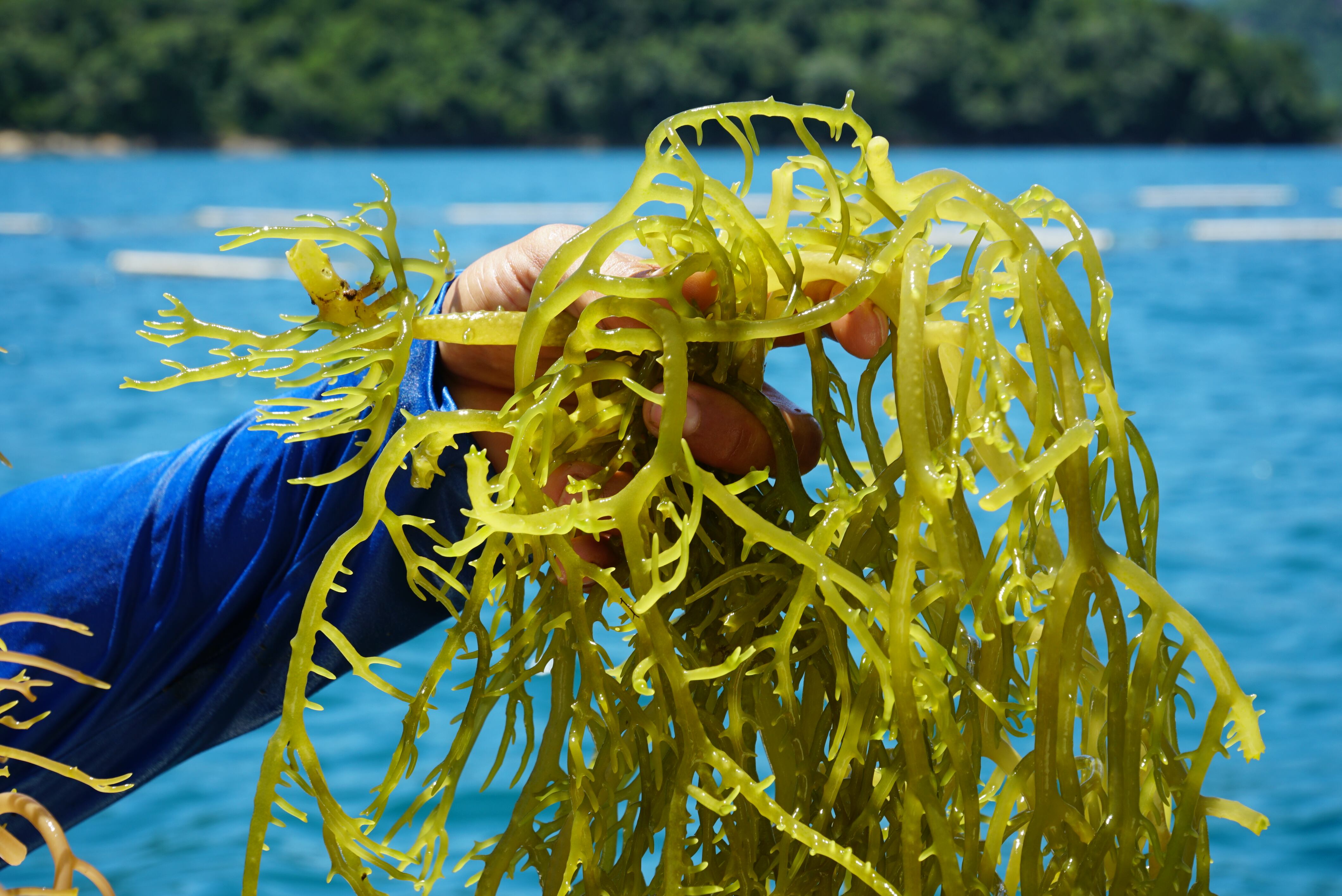 La 'Kappaphycus alvarezii' es un alga roja (Rhodophyta), que no tiene nada que ver con su color, puede ser roja, verde o amarillenta.