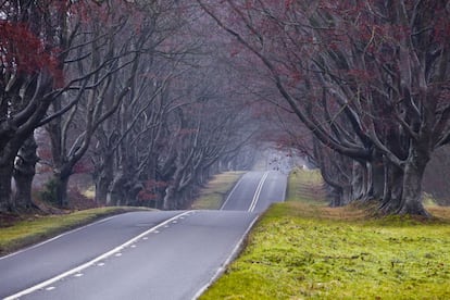 Beech Avenue (la carretera de las hayas), en Kingston Lacy, en Dorset.