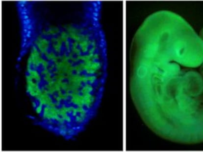 La selección natural empieza en la fase embrionaria