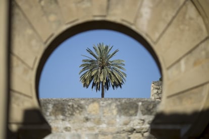 Una de las muchas palmeras presentes en la ciudad califal de Medina Azahara en Córdoba.
